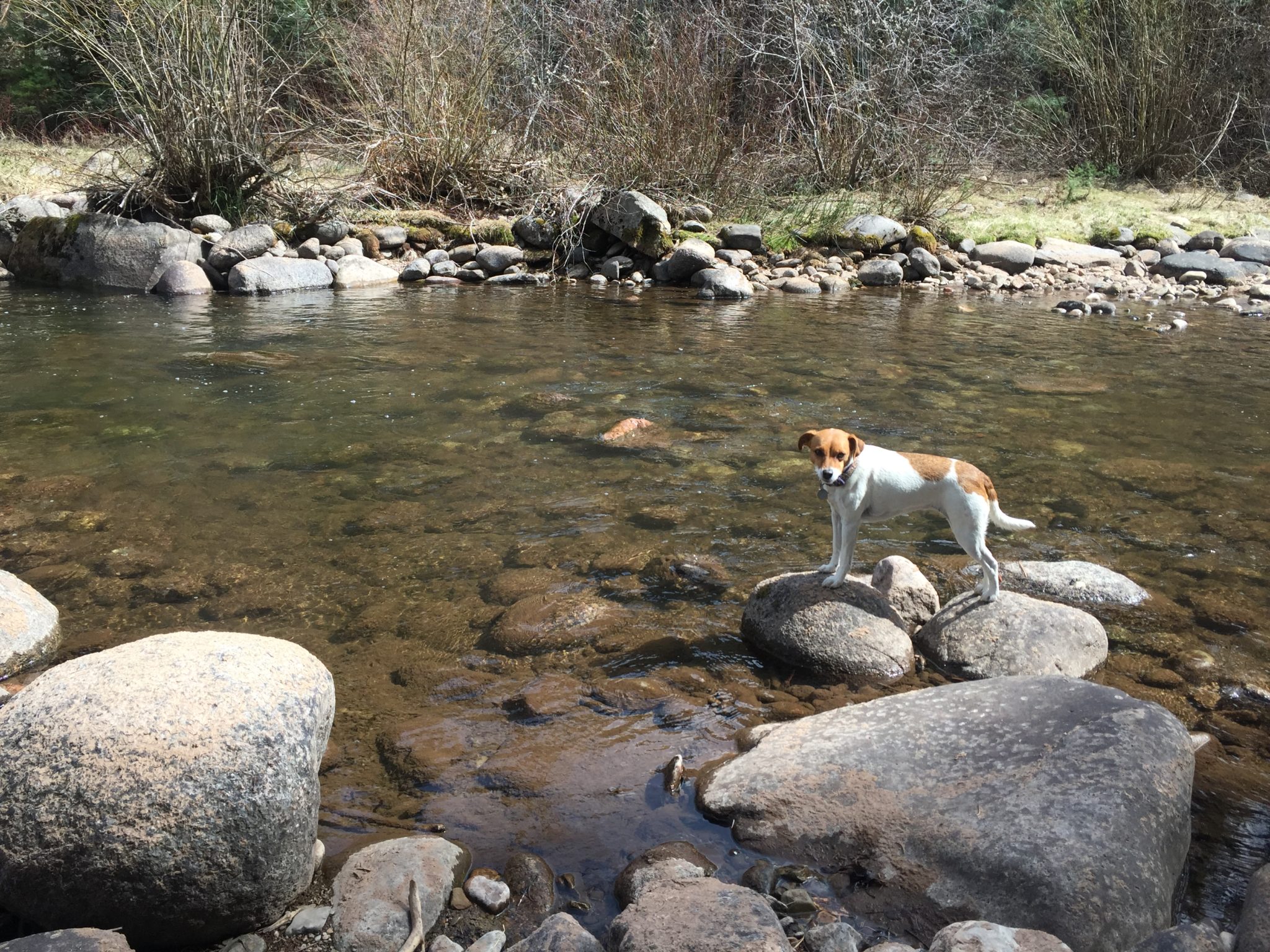 Dog Friendly Cabins Durango, CO Cabins OBarO Cabins
