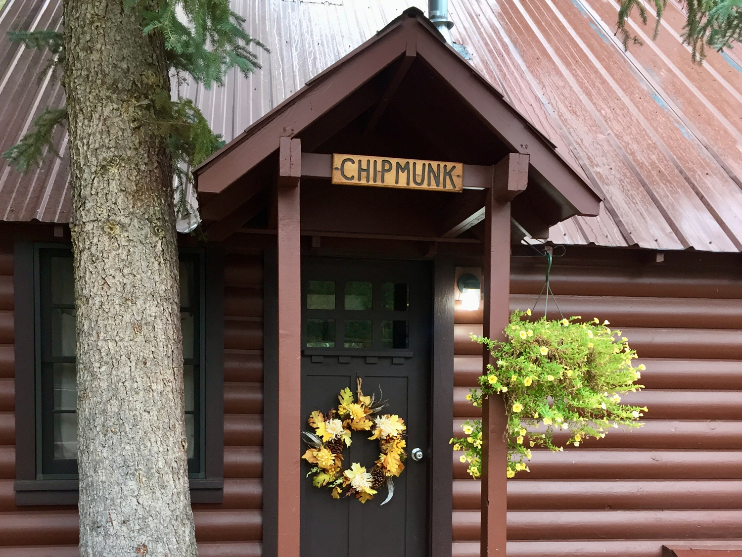 Chipmunk frontview