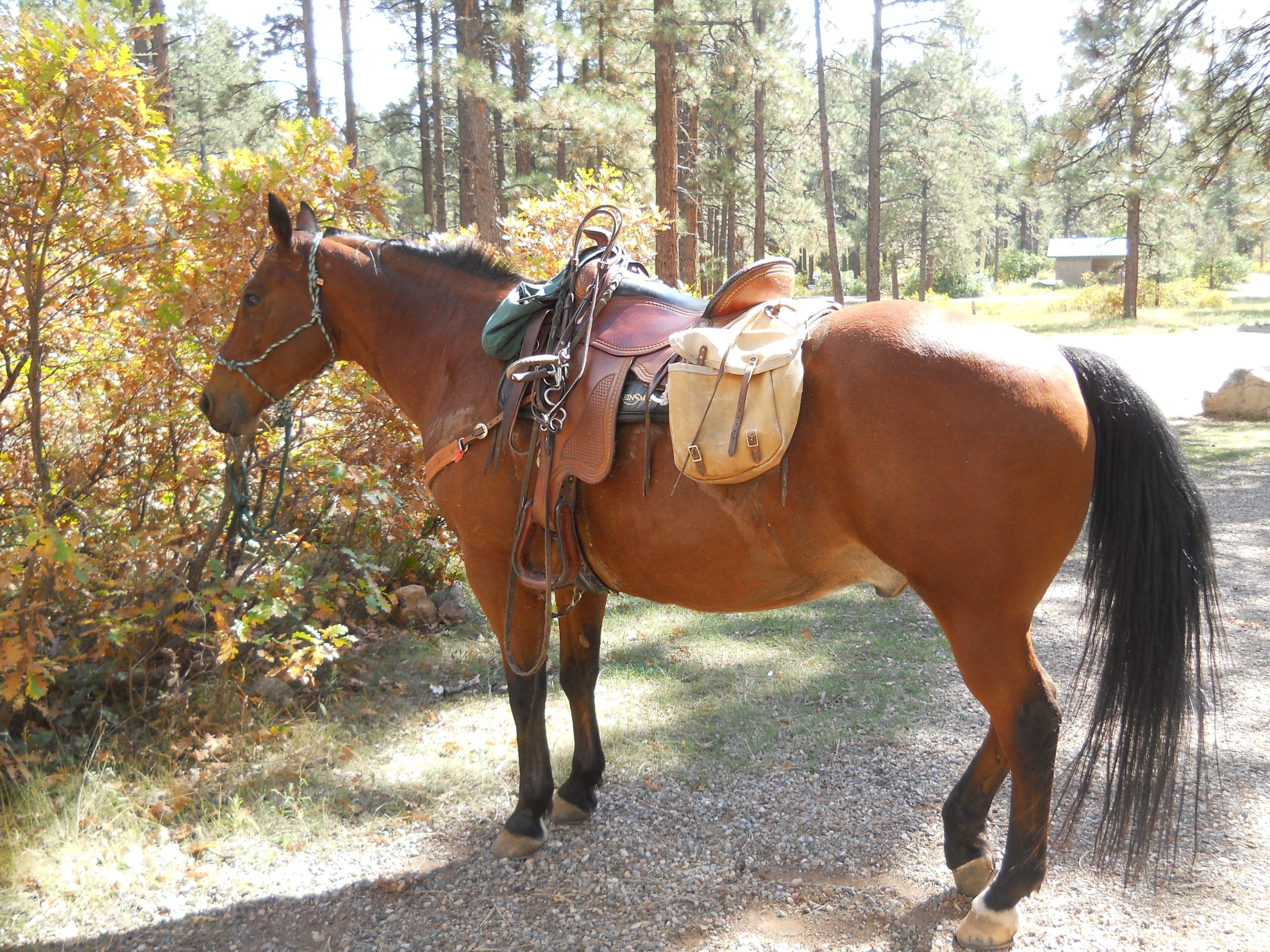 Horse Back Rides Durango