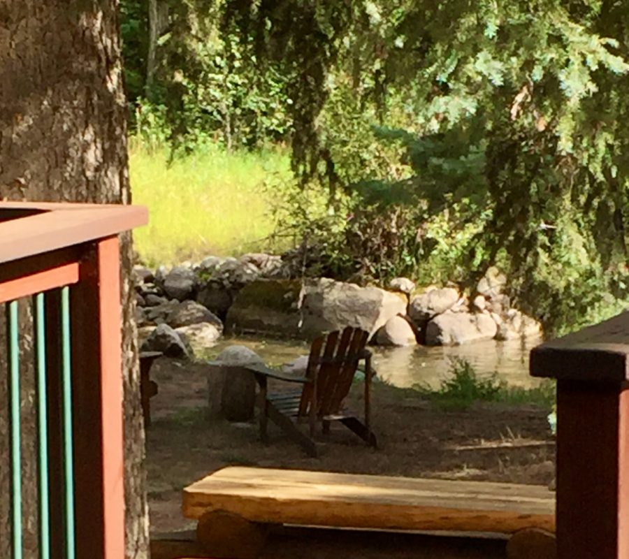 Chipmunk backview